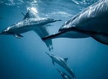 PG：让平凡日子充满生机的家居守护者